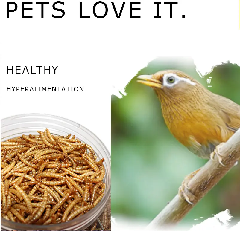 High protein and high quality dried mealworms for bird food feed pet food for Germany market